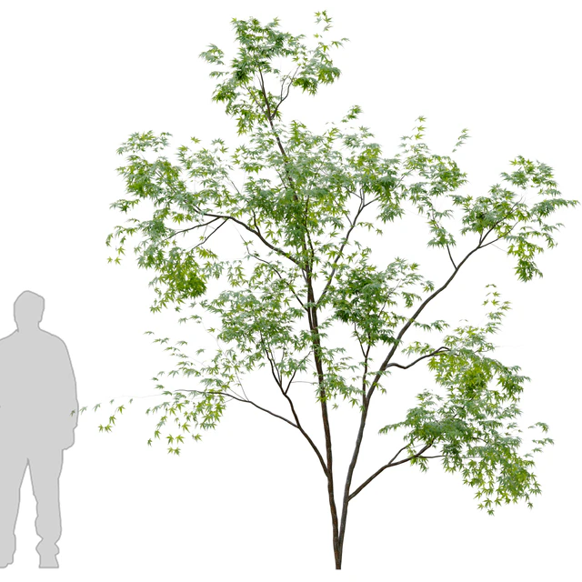 Two young trees — Скачать