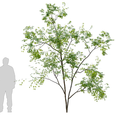 Two young trees — Вид 2