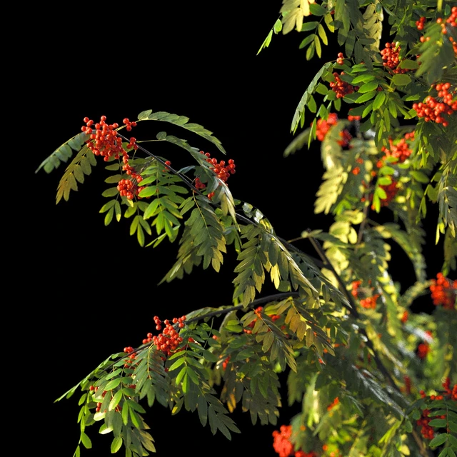 Rowan 4 meters — Descargar