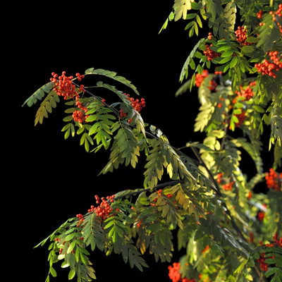 Rowan 4 meters — Ver 2