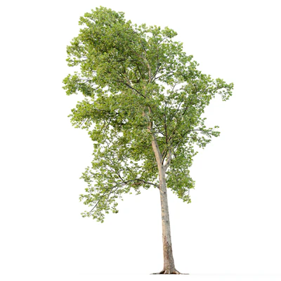 Платан / Sycamore / Platanus #20 — Вид 3