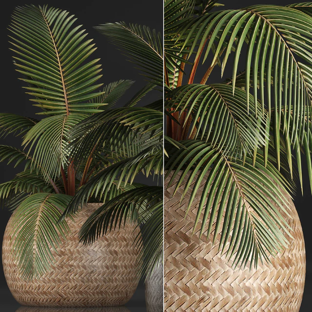 Plant Coconut palm 340. Small palm, basket, rattan, indoor, interior, eco design, natural decor — Descargar