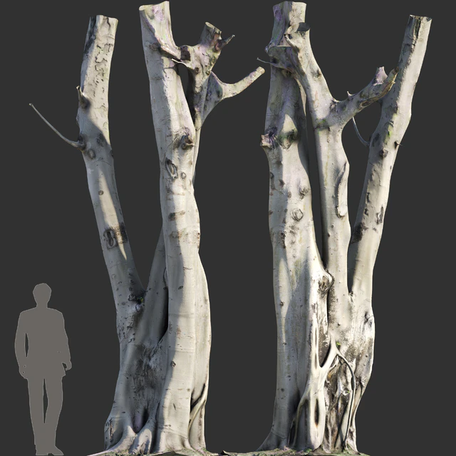Ficus religiosa Tree Trunk — Скачать