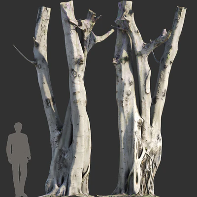 Ficus religiosa Tree Trunk — Вид 2