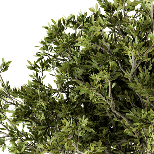 indoor Plant Set 128 - Tree in Pot — Скачать