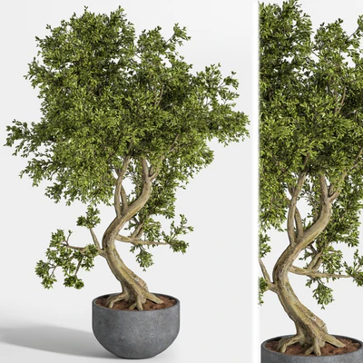 plant bonsai 01 — скачать