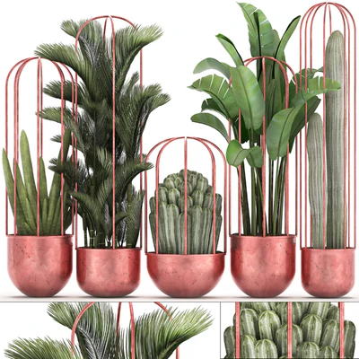 Collection of plants 326. Cacti, palm, copper, banana, dipsis, indoor plants, pot, copper, flowerpot, metal, outdoor, decorative, strelitzia, Cactus — Ver 1