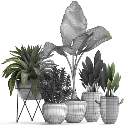Plant Collection 395. Bromeliad, tropical plants, alocasia, dracaena, palm grass, indoor plants, exotic, tropical, stylish, bushes — Ver 2