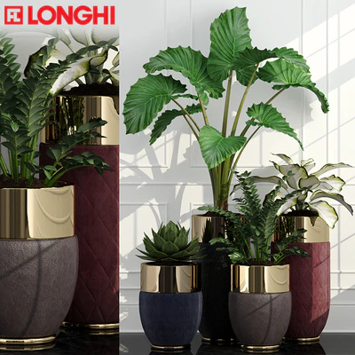 Longhi Godwin — Вид 1
