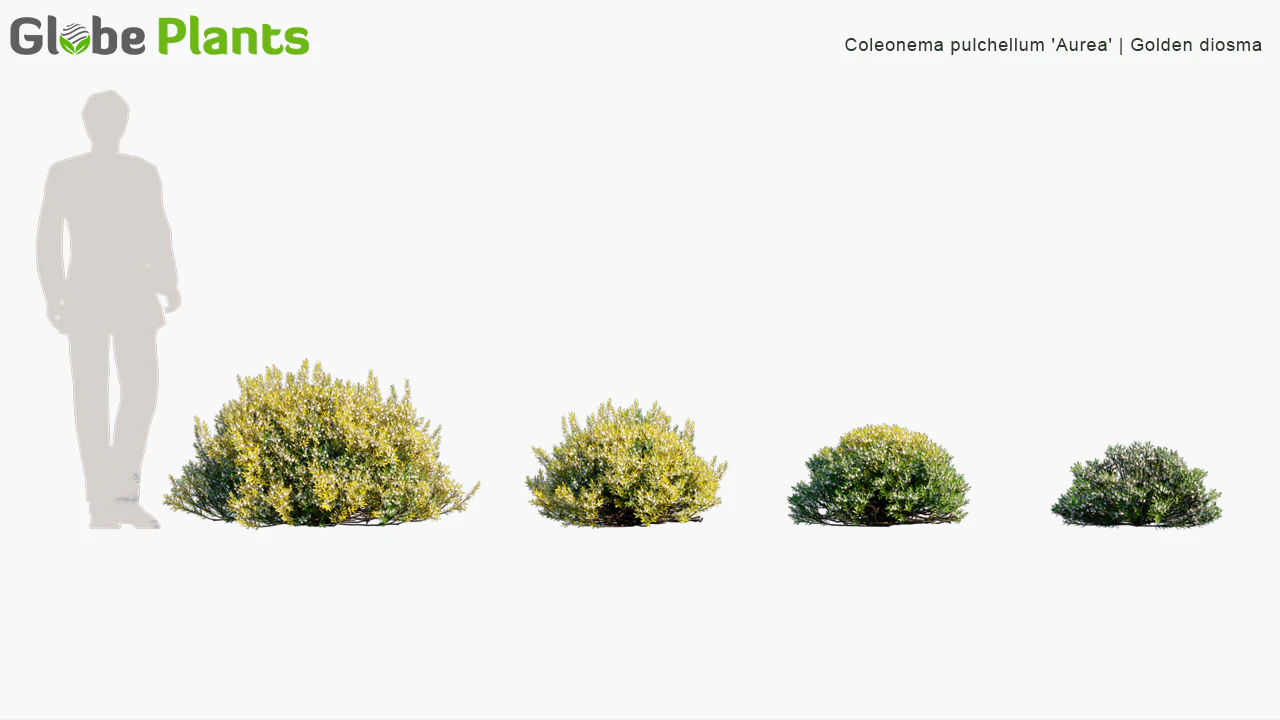 coleonema pulchellum aurea — Download