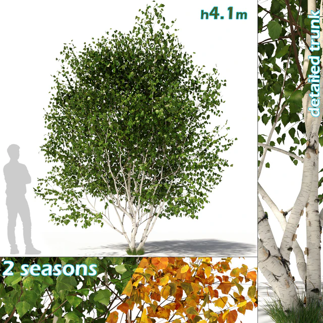 Betula pendula multi stem V03 — Скачать