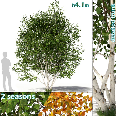 Betula pendula multi stem V03 — Вид 1