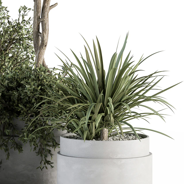 indoor Plant Set 341- Tree and Plant Set in Gray pot — Descargar
