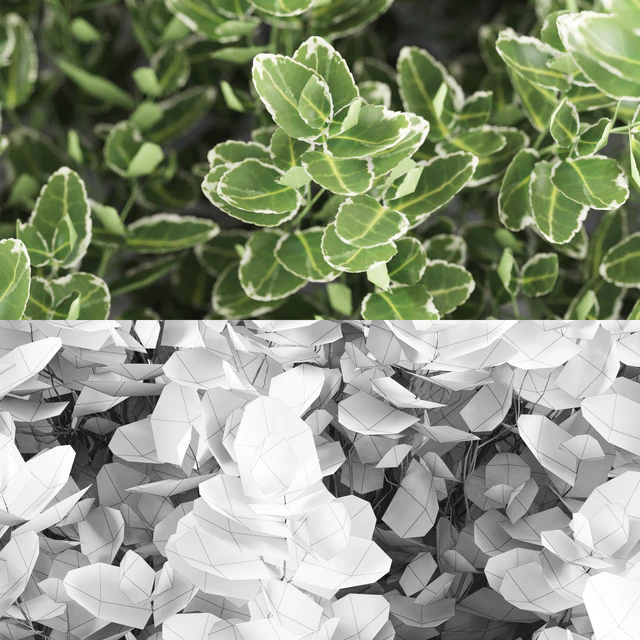 Бересклет Форчуна куст | Euonymus Fortunei Emerald Gaiety — Скачать