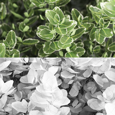Бересклет Форчуна куст | Euonymus Fortunei Emerald Gaiety — Вид 2
