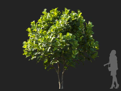 ficus lyrata 003 — Descargar