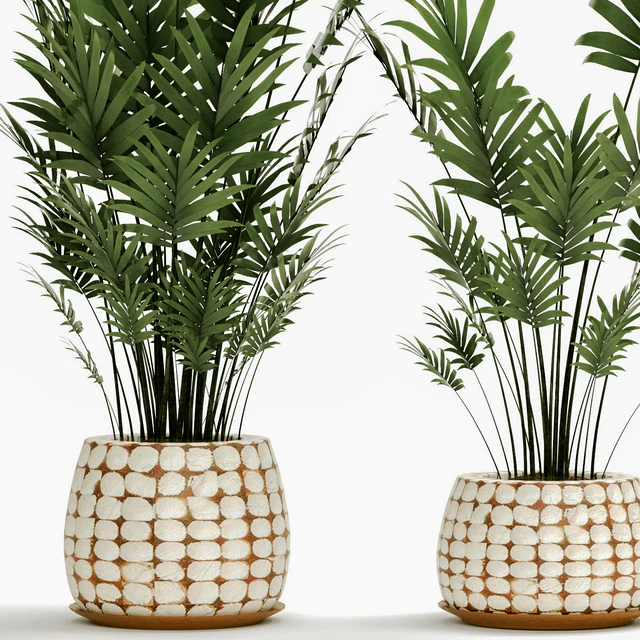 A collection of palms in pots 4. house palm, hovea, kentia, indoor, interior, eco design, pot — Descargar