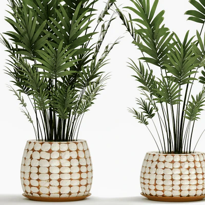 A collection of palms in pots 4. house palm, hovea, kentia, indoor, interior, eco design, pot — Ver 3