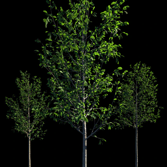 Young trees — Descargar