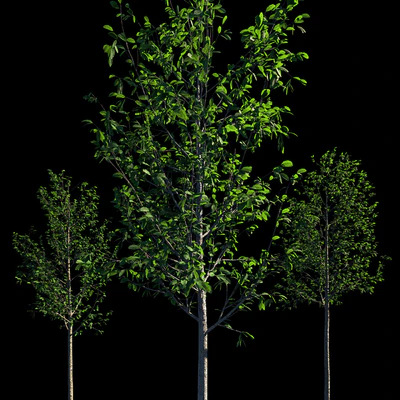 Young trees — Ver 3