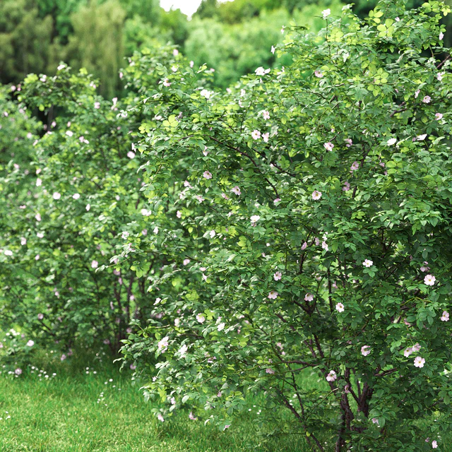 Шиповник куст #1 (Rosa Majalis Herrm) — Скачать