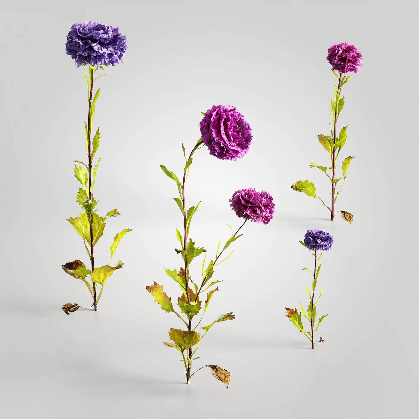 plants and weeds 007 — Descargar
