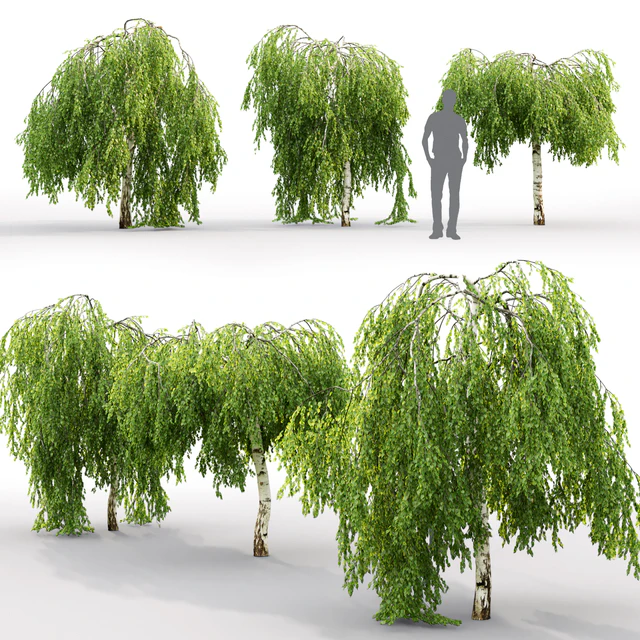 Betula pendula Youngii # 2 (2.5-2.9m) — Descargar