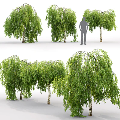 Betula pendula Youngii # 2 (2.5-2.9m) — Ver 2