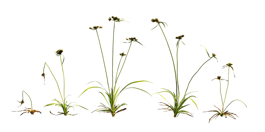 dense flat sedge 001 — Descargar