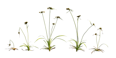 dense flat sedge 001 — Descargar