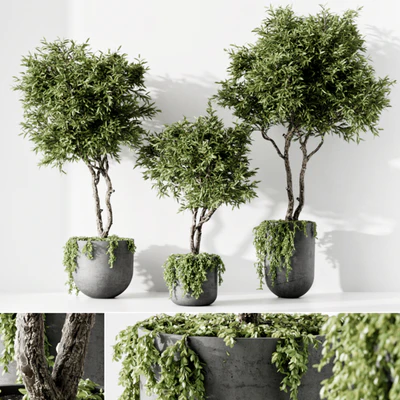 Indoor Plant — Вид 3