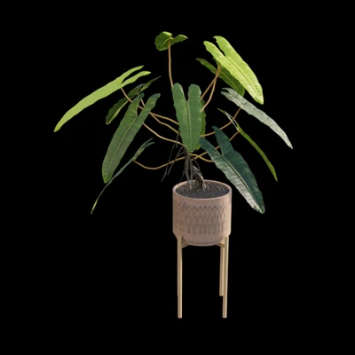 Philodendron billietiae - Croat — Вид 2