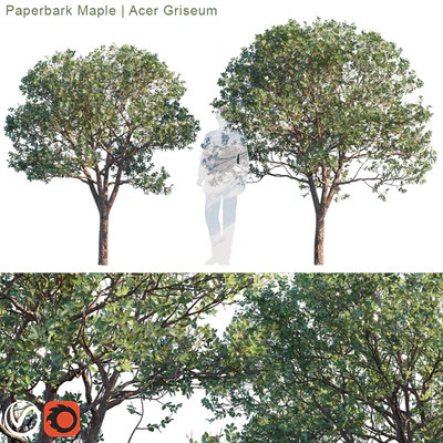 Paperbark Maple | Acer Griseum # 2 — Ver 1