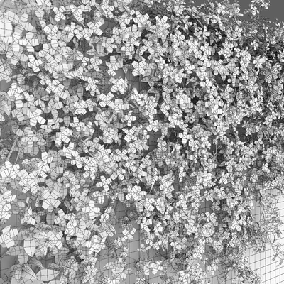 Clematis Montana #1 — Вид 4