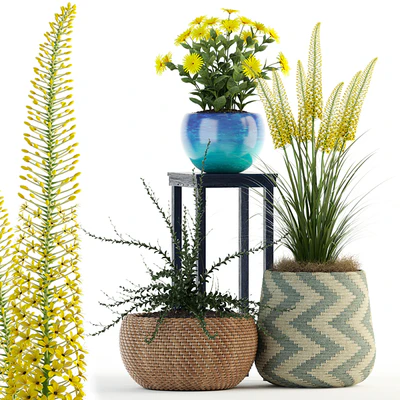 Plants collection 81 — Вид 1