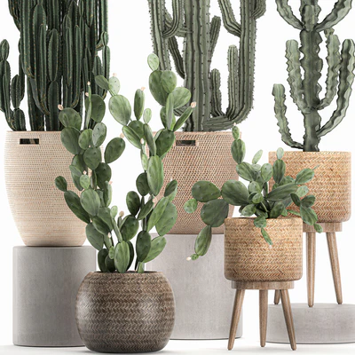 A collection of small cacti in beautiful woven rattan baskets with Prickly pear, Carnegie, Cereus, desert plants. Set 617. — Ver 2