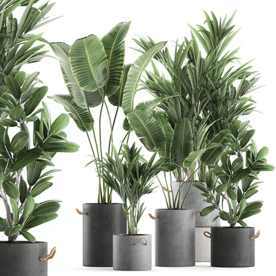 Plant Collection 595. Concrete flowerpot, banana, howea, palm, plumeria, strelitzia, industrial style, Howea forsteriana — Ver 1