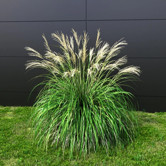 Ornamental grass Miscanthus small — Descargar