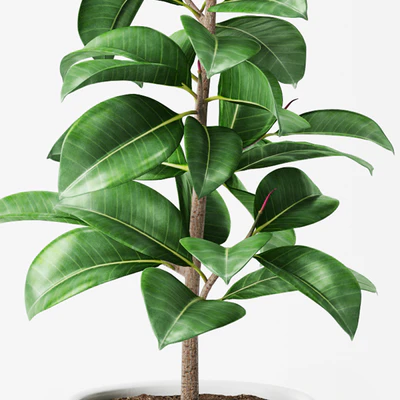 Ficus Elastica 2 — Вид 2