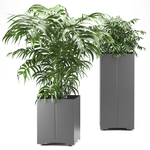 Palm tree in a pot 03 (CAPE Collection) — Скачать