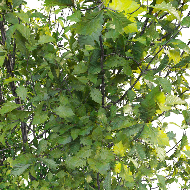 Quercus robur — Descargar