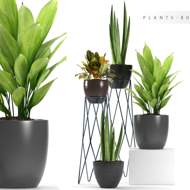 PLANTS 80 — Скачать