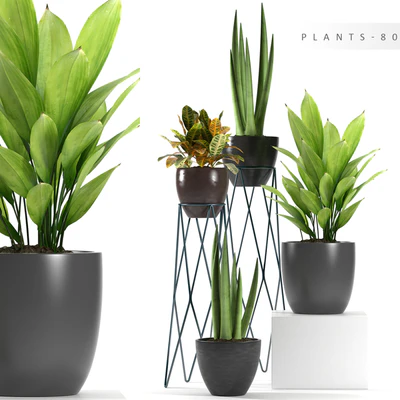 PLANTS 80 — Вид 1