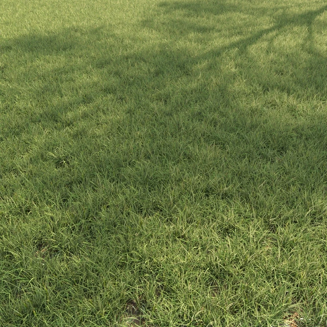 Field grass 02 — Download