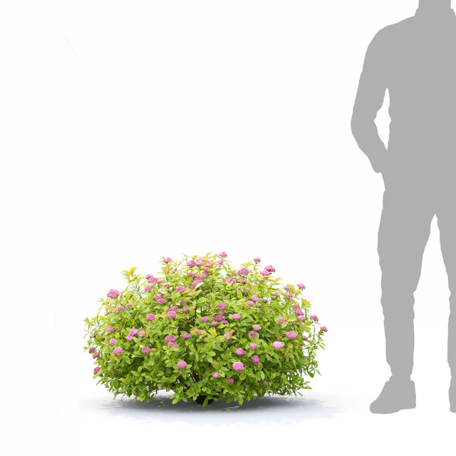 Spiraea Golden Princess — Скачать