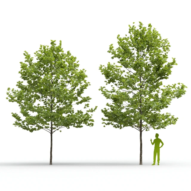 Plane-tree / Sycamore / Platanus acerifolia #4 — Descargar