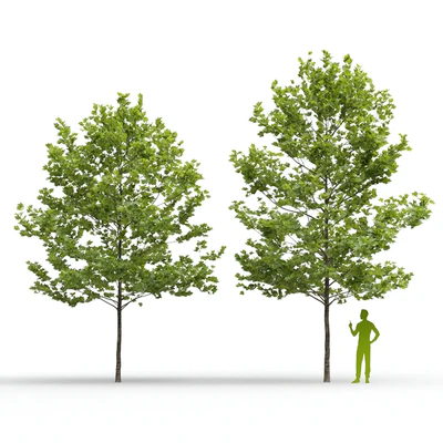 Plane-tree / Sycamore / Platanus acerifolia #4 — Ver 4