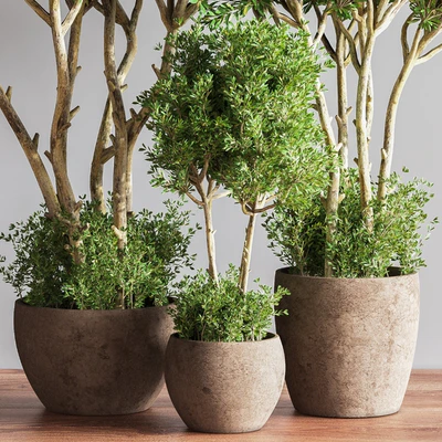 Indoor Plant Set 50 — Ver 2