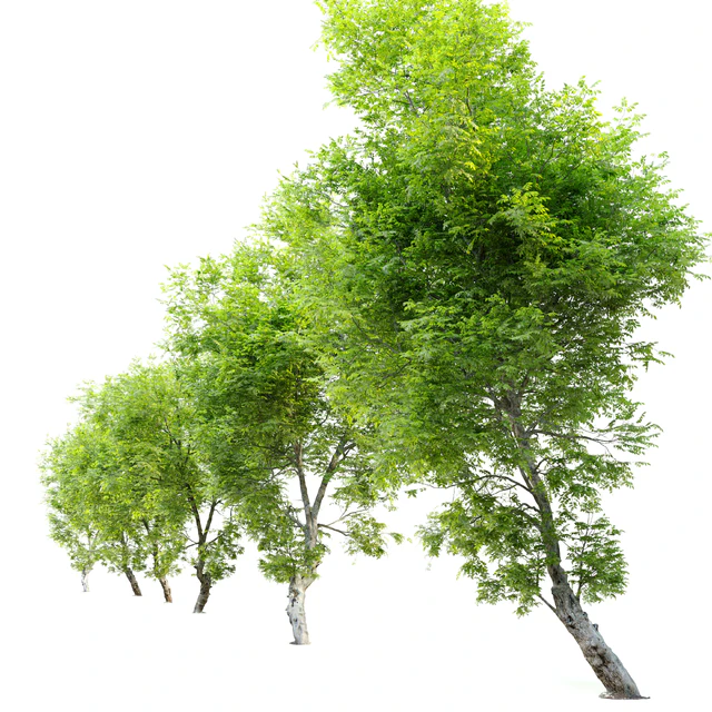 Fiddlewood tree 2 — Descargar
