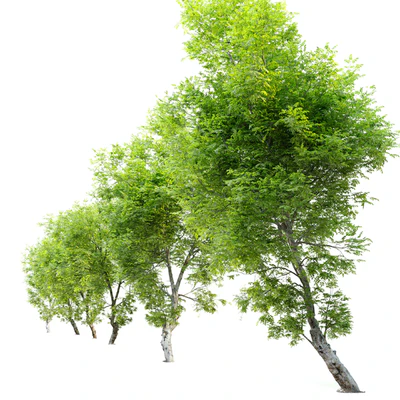 Fiddlewood tree 2 — Ver 3